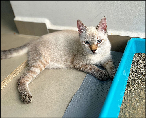 O gatinho Bartô.