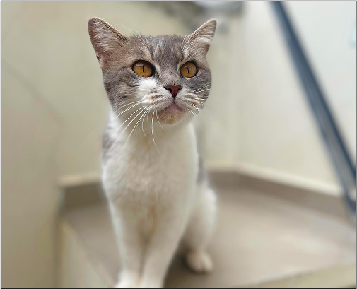 A gata Mimi.